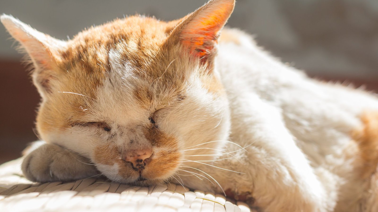 Sena katė guli namuose.