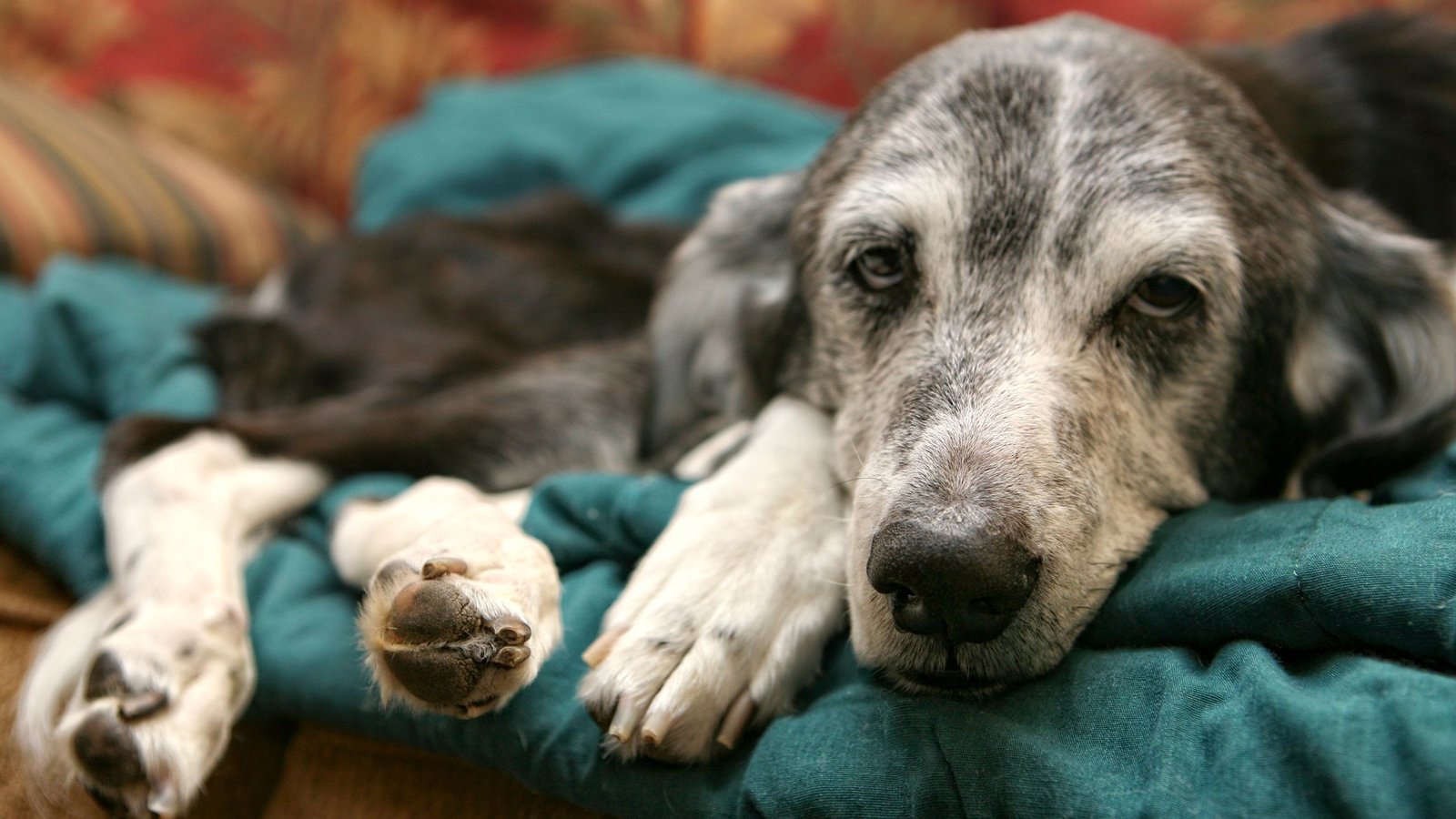 Gyvūnų užmigdymas (eutanazija) gali būti taikoma, kai gyvūnas yra labai senas ir jo kūnas negali tinkamai funkcionuoti.