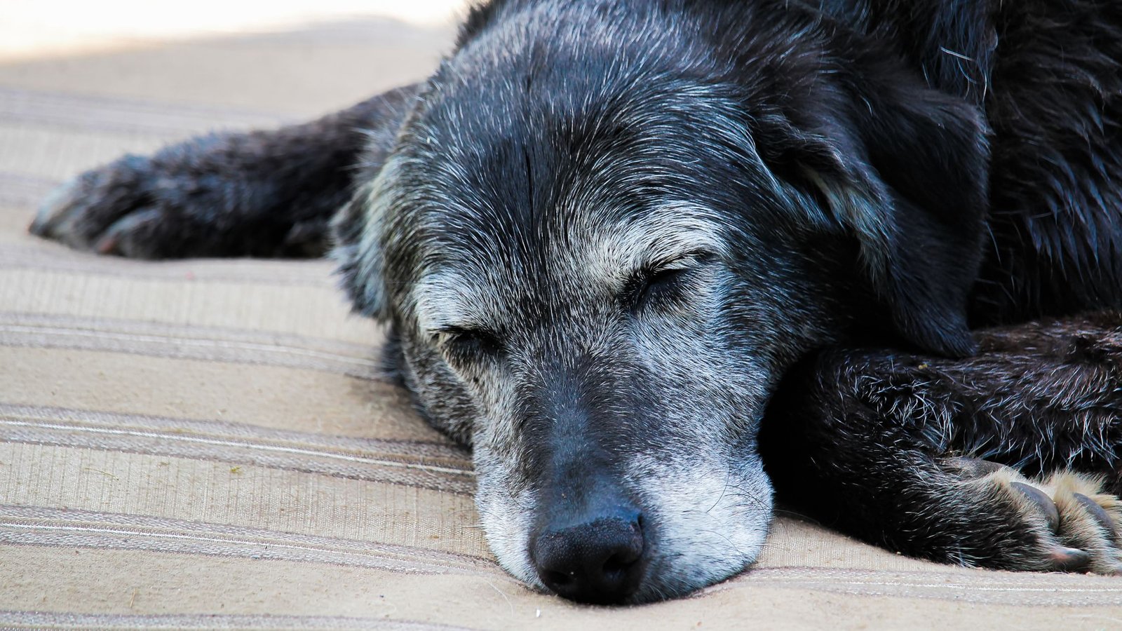 Šuns liga gali būti viena iš priežasčių šuns užmigdymui (eutanazijai).