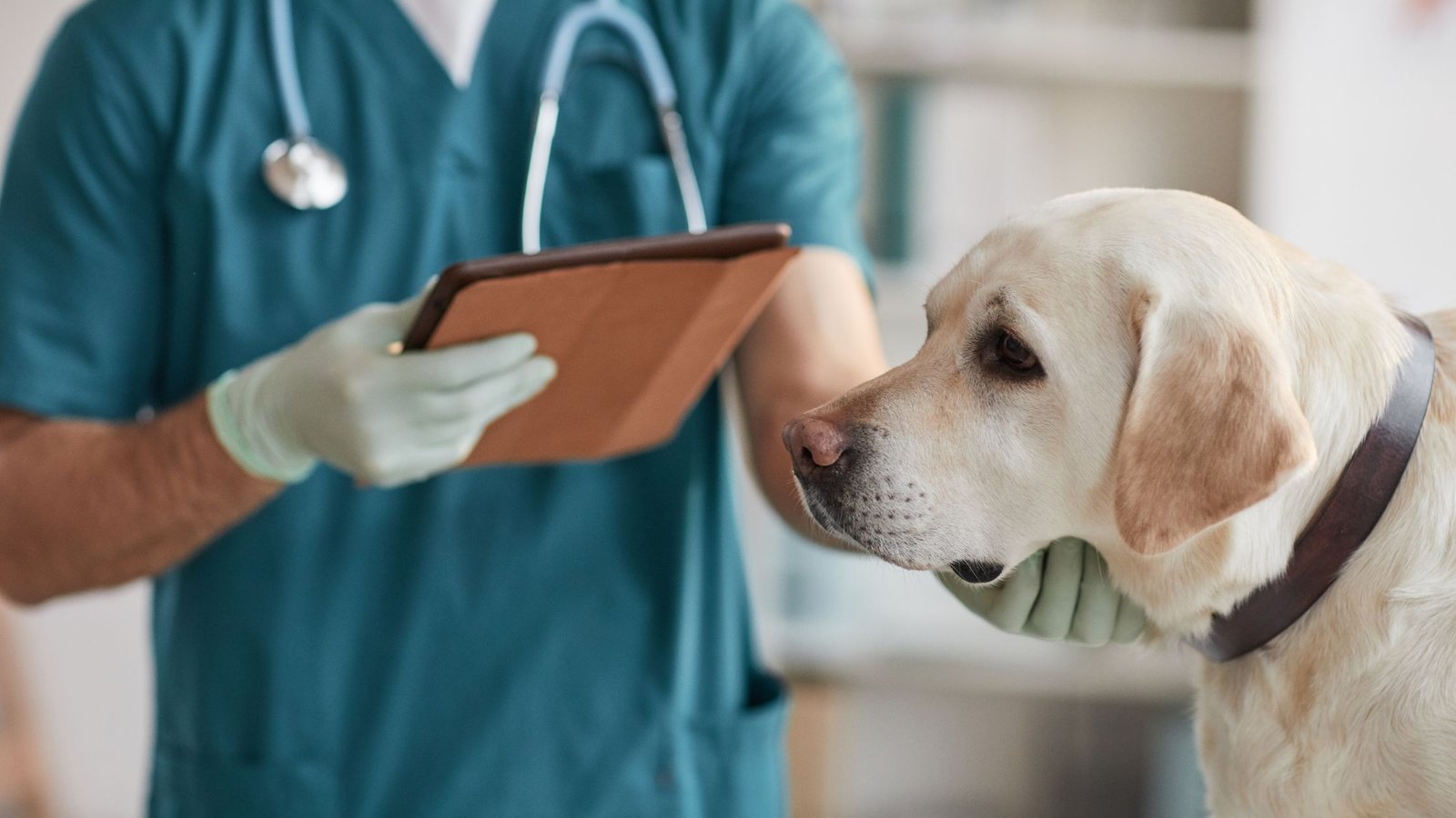 Šuo veterinarijos klinikoje prieš eutanazijos procedūrą.