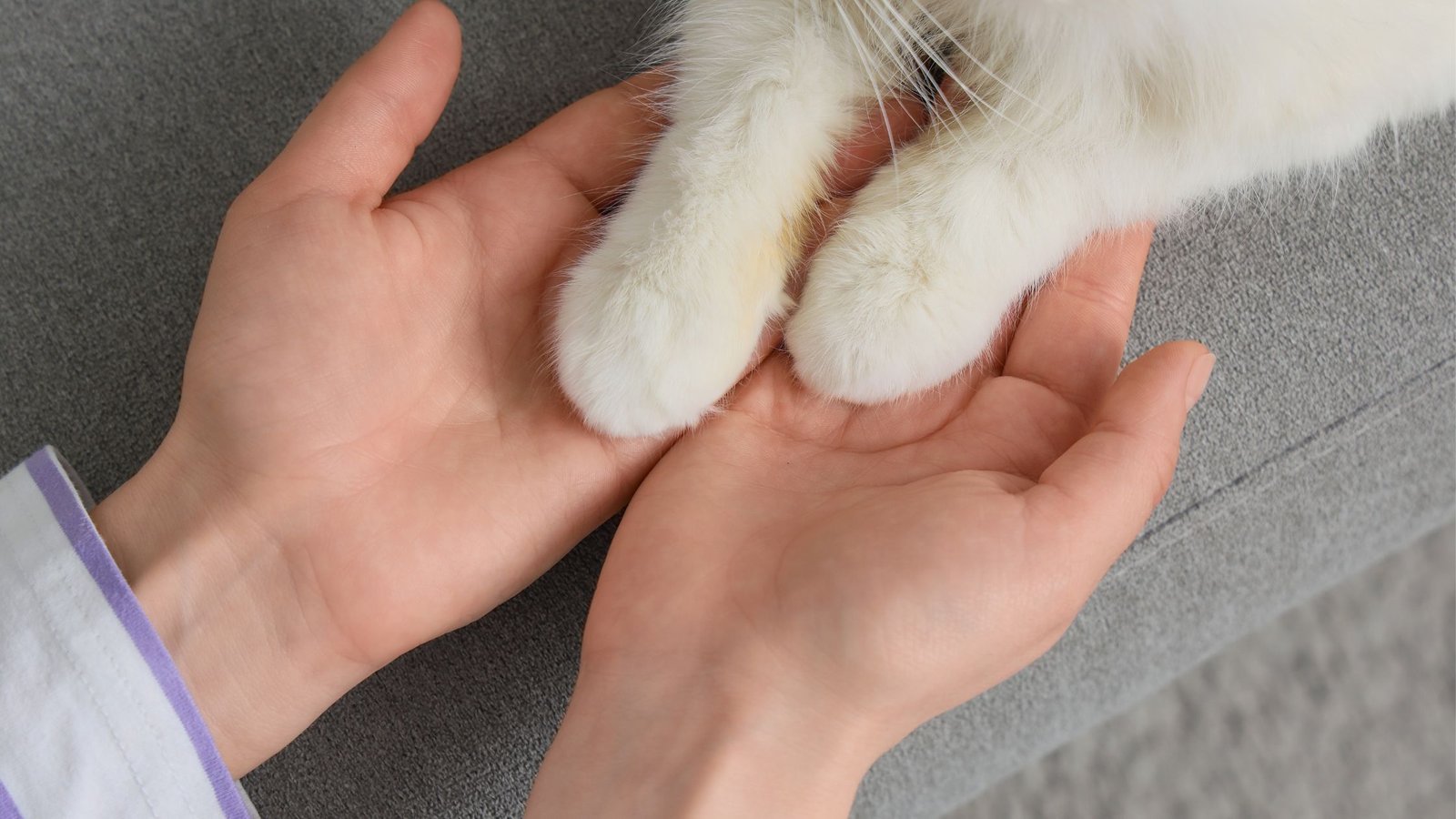 Žmogus laiko katės letenas.