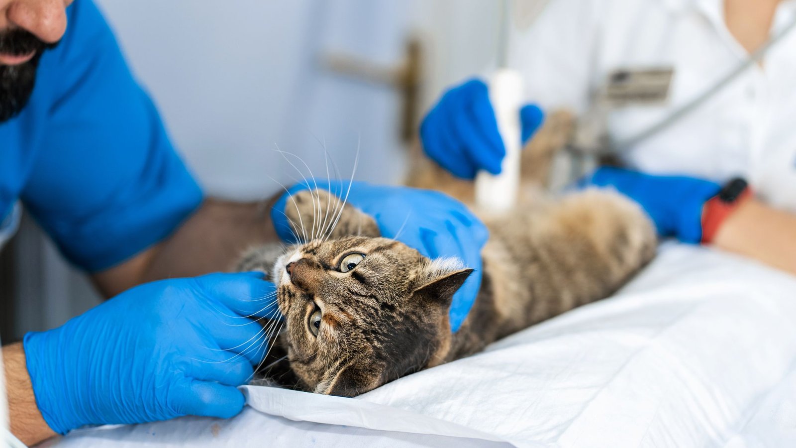 vyksta katės patikrinimas veterinarijos klinikoje