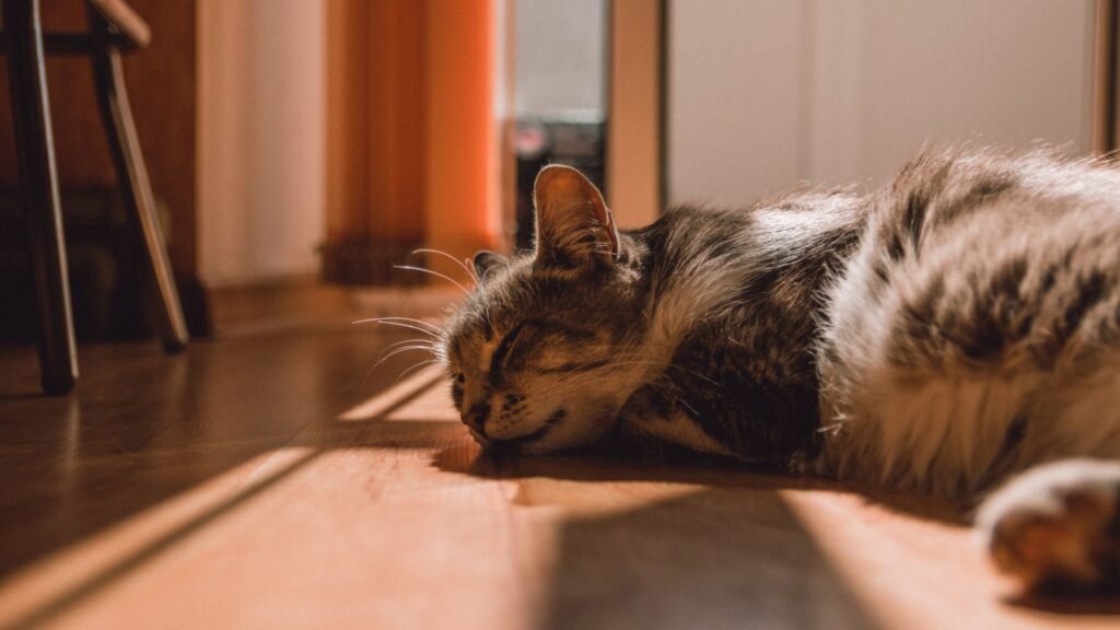 Katės užmigdymas (eutanazija) – neskausminga veterinarinė procedūra, kurios metu katė humaniškai užmigdoma.