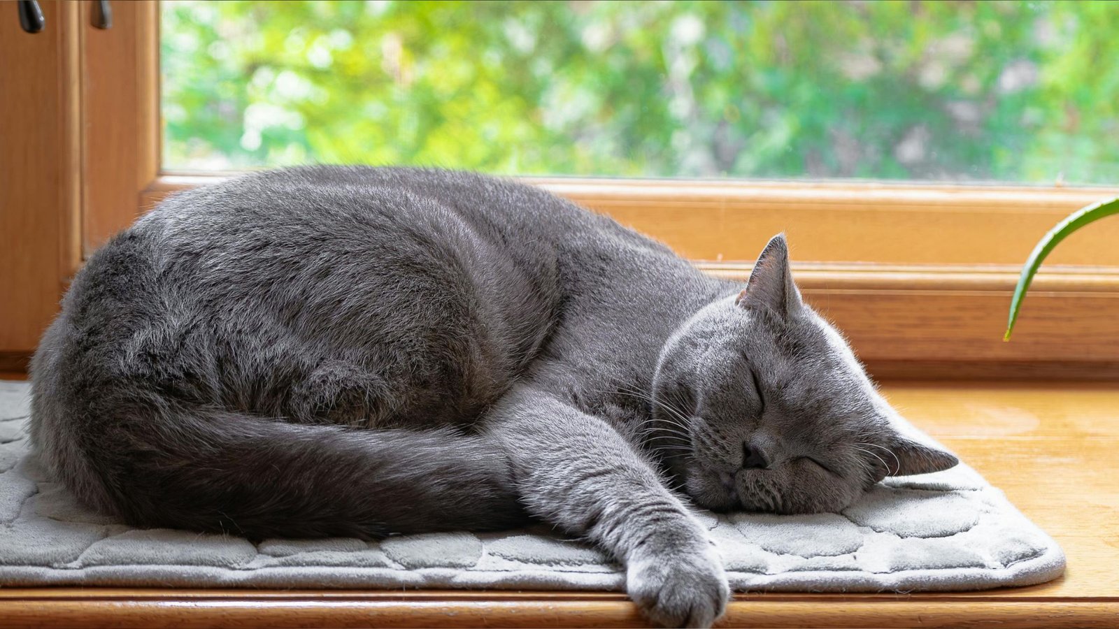 mieganti katė namuose ant palangės