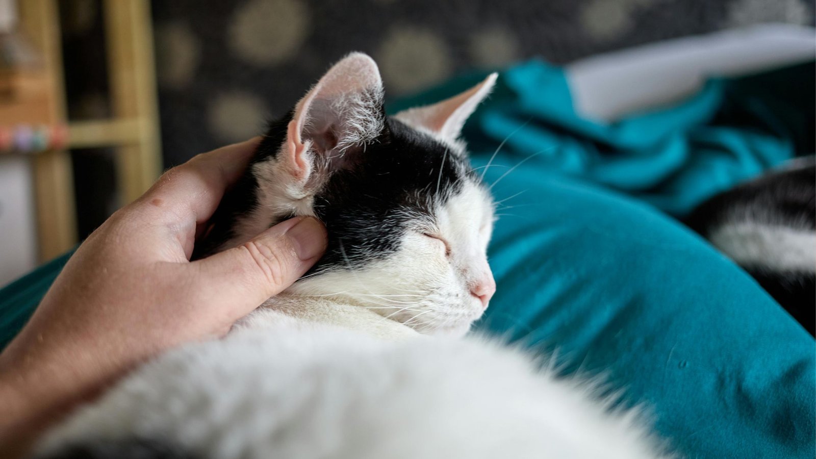 mieganti katė namuose ant šeimininko kelių