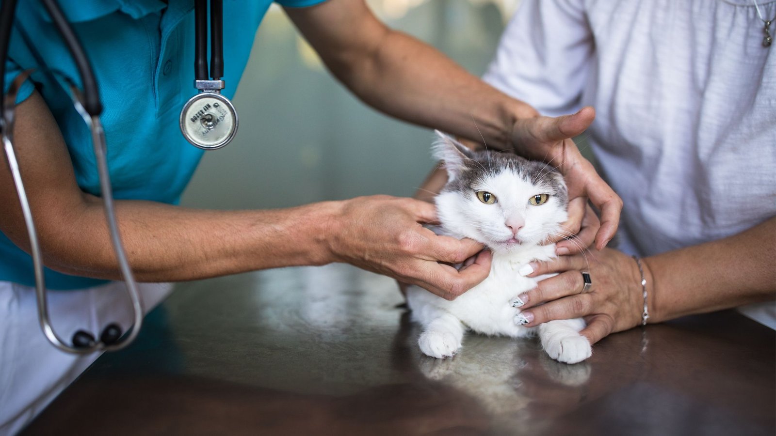 katino patikra veterinarijos klinikoje